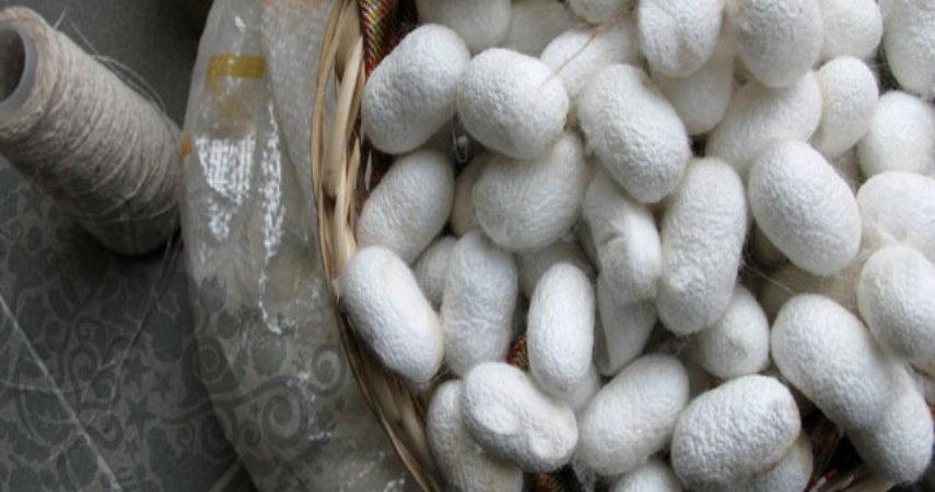 MULBERRY_SILK_PRODUCTS